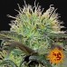 Bad Azz Kush - Barney's Farm